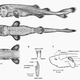 Image for article titled A rare, incredibly cute “pocket shark” was just discovered